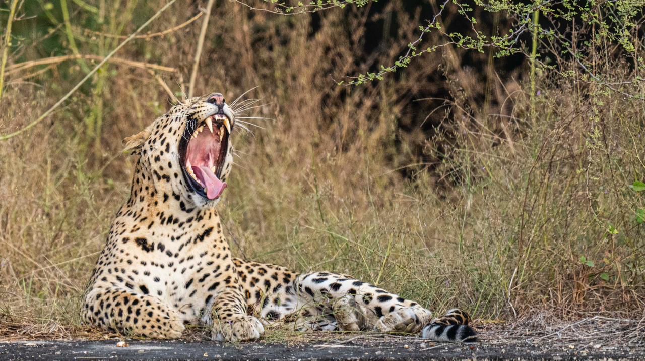 amagarh leopard safari