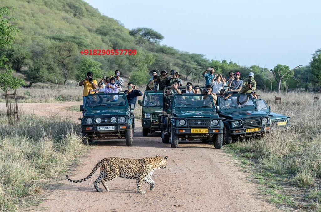 jhalana leopard safari