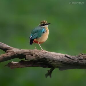 WhatsApp Image 2024-07-02 at 8.43.34 AM