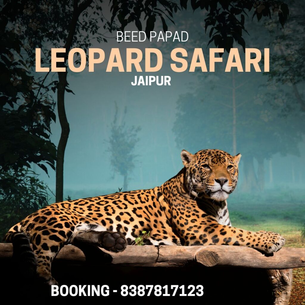 Beed Papad Leopard Safari in Jaipur